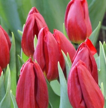 Red Gold - Насыщено темно-красного цвета, вытянутый крупный  бокал до 8 см.